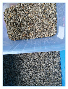 WENYAO Trieuse chromatique à haut rendement 256 canaux pour graines <span class=keywords><strong>de</strong></span> <span class=keywords><strong>tournesol</strong></span>, graines <span class=keywords><strong>de</strong></span> citrouille et graines <span class=keywords><strong>de</strong></span> pastèque - Product Image 6