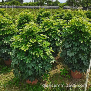 Eendenvoetboom Zevenbladige lotus Geluksboom Acht richtingen brengen rijkdom Potplant Kantoor Woonkamer Grote groene <span class=keywords><strong>plant</strong></span> - Product Image 6