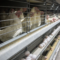 Cage à poulets de type A/H en acier galvanisé pour l'Afrique, équipement agricole automatique pour poules pondeuses, vente chaude