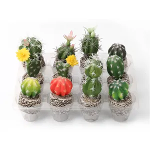 Grandi piante succulente calde Cactus all'ingrosso e piante succulente vasi di plastica per piante succulente