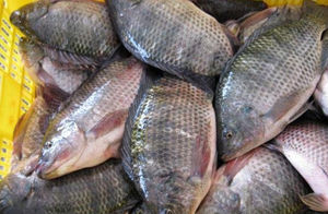 Xuất Khẩu Nhà Máy Sản Xuất Cá Rô Phi Đen Đông Lạnh Chất Lượng Cao - Product Image 2