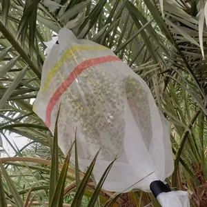 Tarih palmiye ağacı örgü çanta