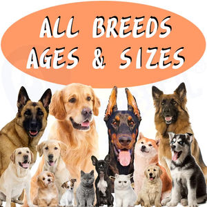 Vente en gros de supplément nutritionnel pour chiot berger allemand personnalisé suppléments de vitamines et de calcium pour les soins de santé des animaux de compagnie - Product Image 5