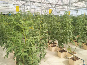 Commerciële Kas Plant Pot Hydrocultuur Nederlandse Emmer Systeem Hydrocultuur Nederlandse Emmer Kweeksysteem Voor Tomaten - Product Image 3