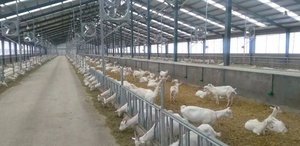 Structure en acier préfabriquée moderne à bas prix pour élevage <span class=keywords><strong>de</strong></span> moutons et <span class=keywords><strong>de</strong></span> chèvres - Product Image 5