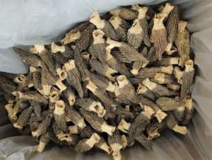 Fornecimento de fábrica de cogumelos pretos crus de morel selvagem, cogumelos secos de morel, cogumelos secos com preço - Product Image 5