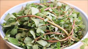 Порошок листьев лопуха обыкновенного (Брахми) 99% чистоты, пищевой, вакуумная упаковка в барабанах и пластиковых контейнерах - Product Image 4