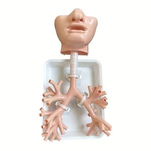 KyrenMed broncoscopia simulatore di allenamento Bronchi albero bronchiale modello bronco 4 con bocca orale vassoio e supporto colore della pelle - Product Image 1