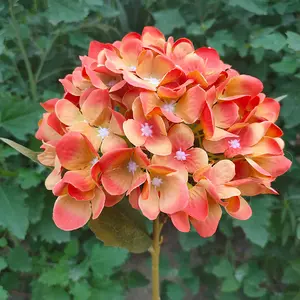 Hoa Cẩm Tú Cầu mô phỏng hoa lụa hoa đường vòm dẫn trang trí nhà hoa mô phỏng