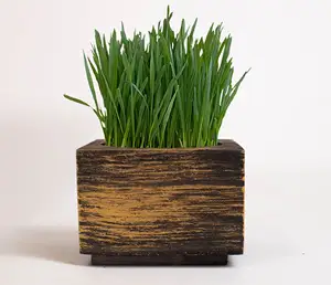 Cat Grass Theething Hydroponic Cat Grass Bowl For 3 Pack Self Watering Growing Organic Cat Grass Kit