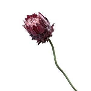 Fleur artificielle en soie floquée, motif églantier nordique, branche unique, pour décoration intérieure et accessoire de photographie, Secret Garden - Product Image 5