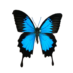 Collection de papillons réels rares et précieux <span class=keywords><strong>Papilio</strong></span> Ulysses, spécimens de papillons réels magnifiques et précieux - Product Image 1