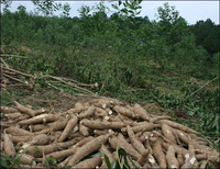 Machine de transformation de l'attiéké de manioc à prix d'usine, équipement de fabrication de couscous de manioc