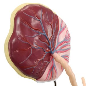 Model Anatomi Tali Pusar Plasenta Ukuran Asli Model Tali Pusar Plasenta dengan Struktur Jaringan Embrio Arteri dan Vena - Product Image 2