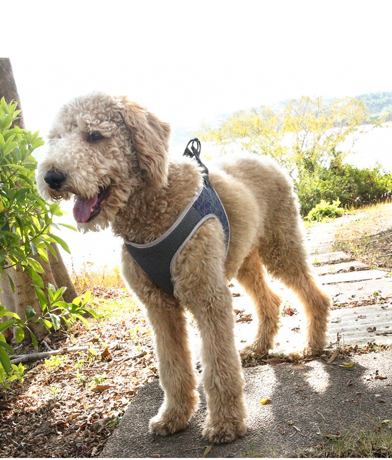 Fashionable Luxury Nice Quality Pet Vast Harness Fastness Walking Leashes For Small Pet Dog