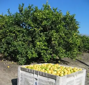 Grosir Buah Lemon Segar/Lemon Kuning/Lemon Hijau