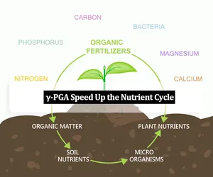 Ácido Gamma Poliglutámico (PGA) en Polvo - Fertilizante Orgánico para Huertos de Olivas, Café y Cítricos, 30% de Contenido, Proveedor de Europa y Sudamérica - Product Image 2