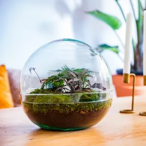 Domed Glass Terrarium Botanical Plants Vase Globe Terrarium Kit