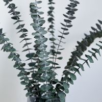 Pomme et eucalyptus séchés conservés naturellement, ronds, pour la décoration de la maison pour Thanksgiving ou la fête des mères