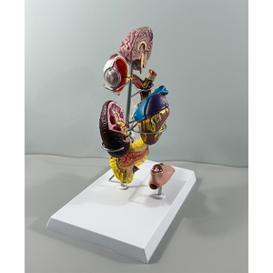 Modelo Anatómico Cardiovascular/Diabético/Neurología/Endocrinología/Ortopedia - Product Image 3