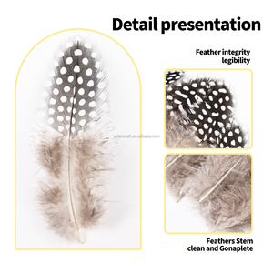 Vente en gros de plumes de faisan Petits points et gros points Plumes de guinée avec échantillon gratuit Agréable et plumeux - Product Image 4