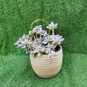 Plantes d'intérieur, plantes grimpantes soutenues par des treillis, <span class=keywords><strong>lierre</strong></span> avec treillis, treillis transparents en acrylique en forme de U pour plantes en pot - Product Image 6