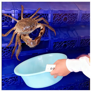 Scatole per Allevamento di Granchi di Fango Yutank in Materiale PP Sistema RAS Acquacoltura Indoor Appartamento Grande Formato - Product Image 6