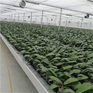 温室設備水耕栽培飼料ガターチャンネルトレイ成長システム - Product Image 2