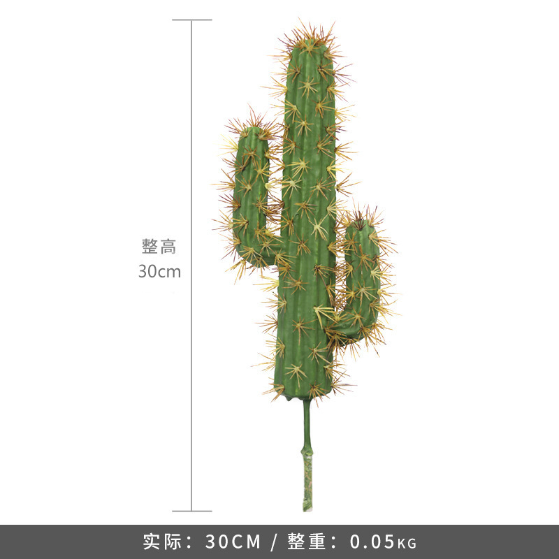 Plante succulente-petite taille