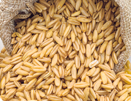 Grani d'Avena Interi all'Ingrosso, Fiocchi d'Avena Naturali ad Alto Valore Nutritivo, Senza Glutine, Non OGM, per Consumo Umano, Durata 12 Mesi, Jilin - Product Image 2
