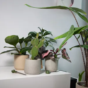 เครื่องวัดความชื้นในดิน CITICITY สำหรับพืชกระถาง เครื่องวัดความชื้นในดินแบบสองหัว สำหรับดูแลต้นไม้ในบ้านและสวน อ่านค่าได้ง่าย - Product Image 2