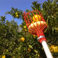 Tête de panier cueilleur de fruits en acier, outil de préhension d'arbres avec perche filetée standard US de 2,4 m pour pommes et citrons