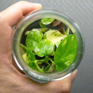 Nouveautés MINHUI : <span class=keywords><strong>Monstera</strong></span> Thai Constellation Var Araceae, plantes tropicales variegées - Product Image 3