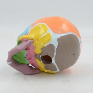 Modelo de Cráneo Infantil de PVC a Color 1:1, Identificación Digital, Huesos Frontales, Fontanelas, Mandíbula, Material Didáctico de Anatomía, Médico - Product Image 4