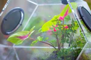 Grand <span class=keywords><strong>terrarium</strong></span> en acrylique fait à la main avec évents en maille Cage en acrylique pour insectes. - Product Image 5