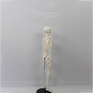 Modelo de Esqueleto Humano de 85 cm (sin nervios ni discos intervertebrales) - Venta al por Mayor de Fabricantes de Esqueletos Humanos Completos - Product Image 2