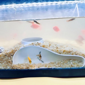 Aquarium Tunnel Decorations Single Bore Hole Fish Hiding Shelter Modular Aquascaping Accessory For Fish And Shrimp Habitat - Product Image 2