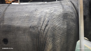 Disfraz de Elefante Animatrónico Realista en 3D Personalizado para <span class=keywords><strong>2</strong></span> Personas, para Actividades en Centros Comerciales, Parques Temáticos y de Atracciones - Product Image 5