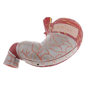 Modelo <span class=keywords><strong>de</strong></span> enseñanza con pantalla médica, modelo <span class=keywords><strong>de</strong></span> anatomía del estómago humano - Product Image 5