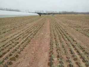 Cinta de goteo de plástico PE de 16mm para agricultura y jardín, invernadero, riego agrícola, buen <span class=keywords><strong>precio</strong></span>, cinta de riego por goteo - Product Image 5