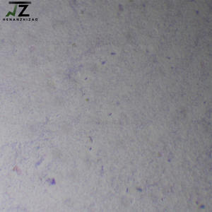 1 pièce de lame préparée de trophozoites de Giardia lamblia, parasite - Product Image 3