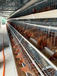 ขายส่งจากโรงงาน ระบบกรงไก่ไข่แบบใหม่ ชนิด A ทำจากเหล็กชุบสังกะสี พร้อมระบบอัตโนมัติสำหรับวางไข่ - Product Image 4