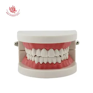 Modello Dentale a Grandezza Naturale per l'Insegnamento nelle Scuole dell'Infanzia, Modello per Insegnare agli Bambini come Spazzolare Correttamente, Modello Dentale Pratico per l'Insegnamento - Product Image 2