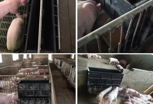 Comedero Automático para Lechones Morden, Comedero Doble <span class=keywords><strong>BMC</strong></span> para Reducir el Desperdicio de Alimento y Bajear los Costos - Product Image 6