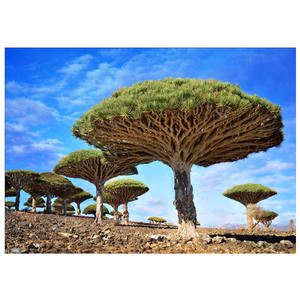 Piante di pittura diamante 5D all'ingrosso alcuni alberi <span class=keywords><strong>paesaggio</strong></span> pittura diamante cristallo 5D fai da te - Product Image 1