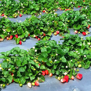 Premium Quality Single Layer Large Black and Silver PE UV Treated Mulch Film <strong>for</strong> Vegetable <strong>Greenhouses</strong> - Product Image 3