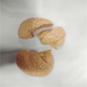 जीवन का आकार 3-भाग मानव मस्तिष्क शरीर रचना मॉडल-विनिर्मित चिकित्सा शिक्षण उपकरण - Product Image 5