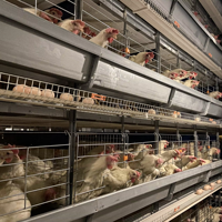 Cage à poulets de type H en acier galvanisé à chaud, robuste, pour les fermes avicoles commerciales à grande échelle