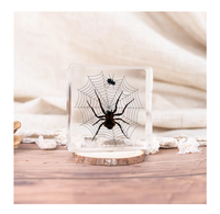 Taxidermie en résine : Insectes à ailes volantes transparentes, spécimens d'animaux, blocs de résine, tarantules, kits d'apprentissage biologique pour enfants