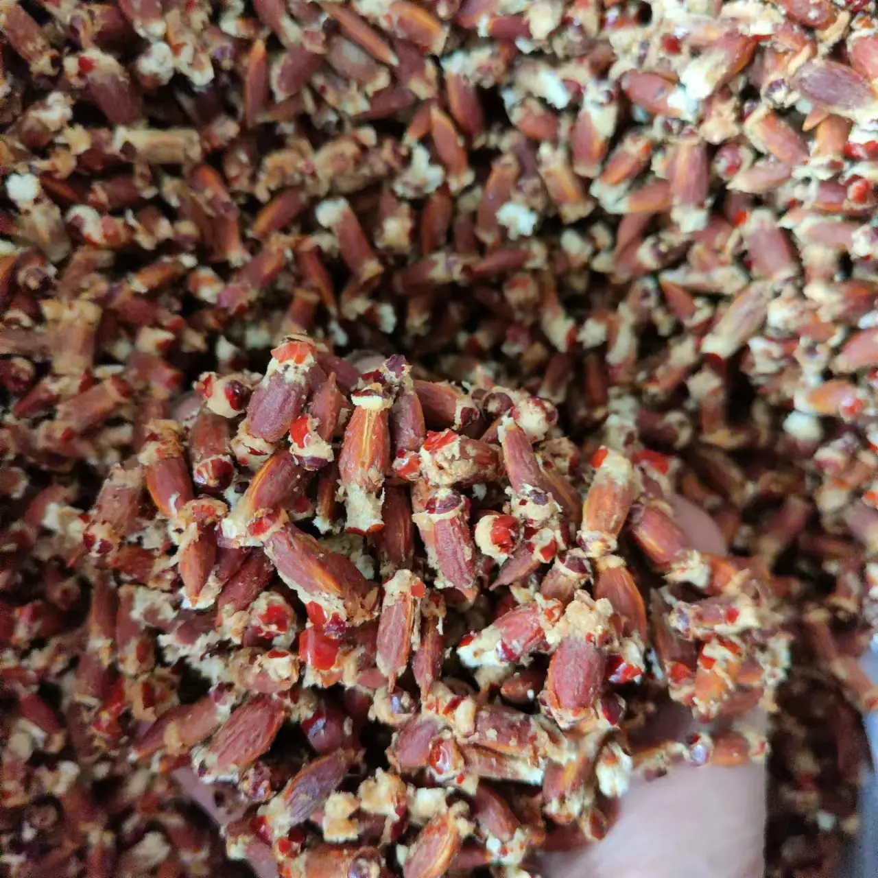 Zao he天然中国の赤いナツメヤシの種子ハーブ用の一般的なナツメの種子